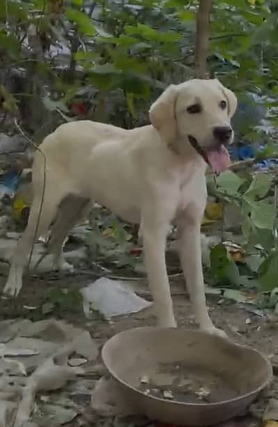 Labrador Male Puppy Age 06 Month Whatsaap Number 0342-4682740