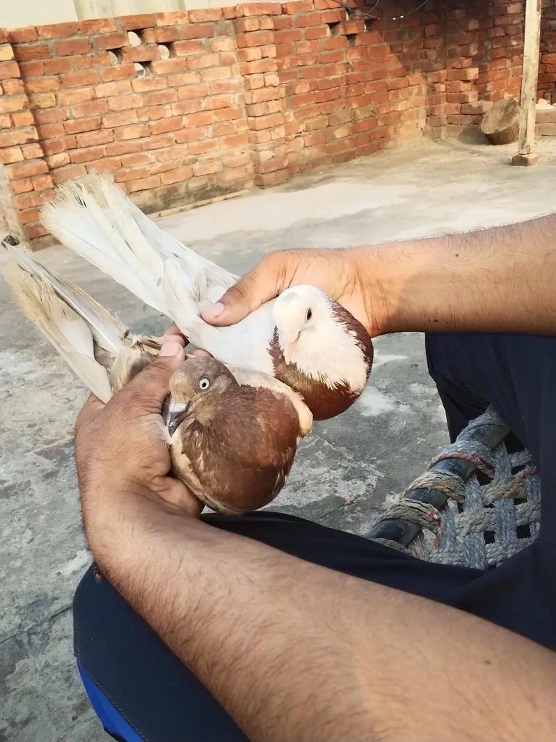 bohat achay kabooter ha — photo 2