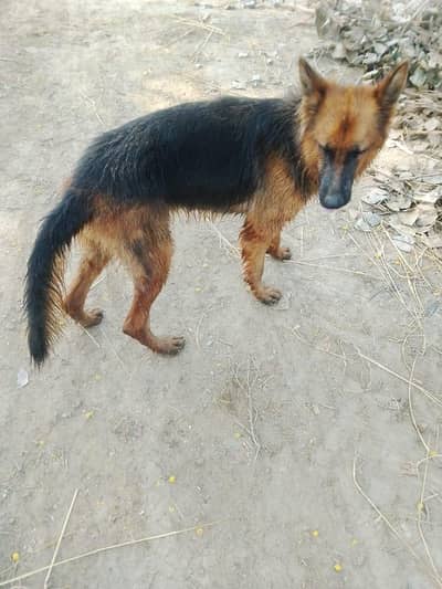 German shepherd female long coated