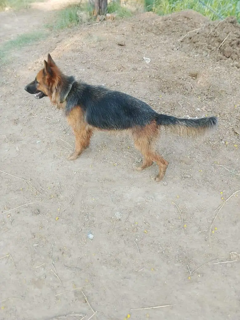 German shepherd female long coated — photo 2