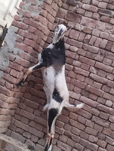 mashallah Barbara galmora color ma Breeder male available for sale