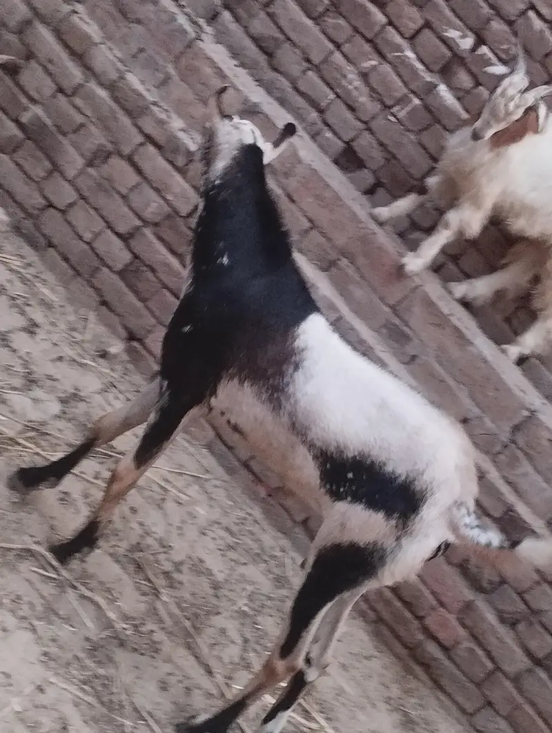 mashallah Barbara galmora color ma Breeder male available for sale — photo 2