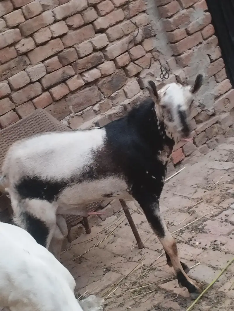 mashallah Barbara galmora color ma Breeder male available for sale — photo 3
