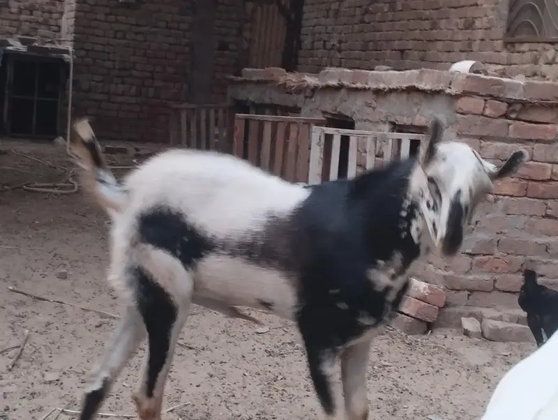 mashallah Barbara galmora color ma Breeder male available for sale — photo 4