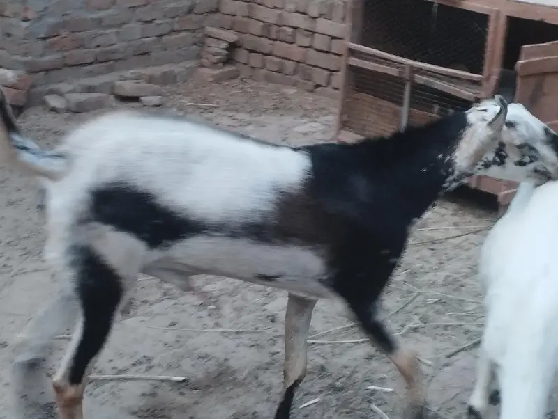mashallah Barbara galmora color ma Breeder male available for sale — photo 5