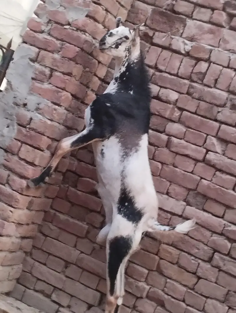 mashallah Barbara galmora color ma Breeder male available for sale — photo 6