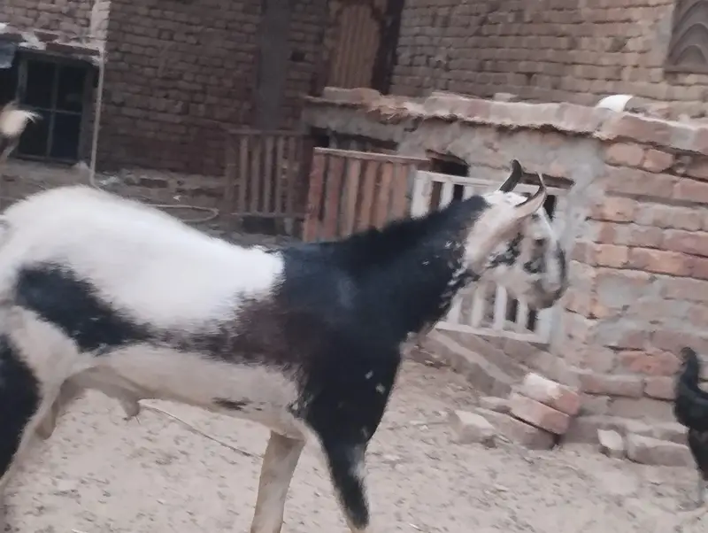 mashallah Barbara galmora color ma Breeder male available for sale — photo 8