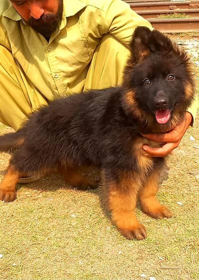 German Shepherd Puppy Long Coat