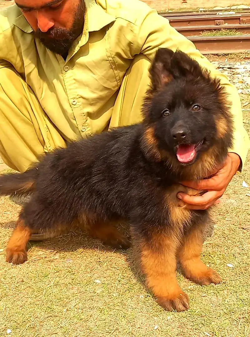 German Shepherd Puppy Long Coat — photo 2