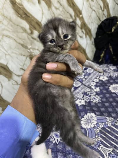 little citte cute black/ Grey color  /  With dark blue eyes