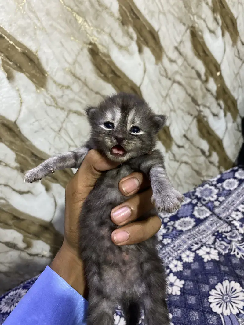 little citte cute black/ Grey color  /  With dark blue eyes — photo 2