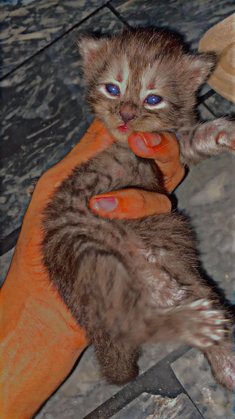 little citte cute black/ Grey color  /  With dark blue eyes — photo 3
