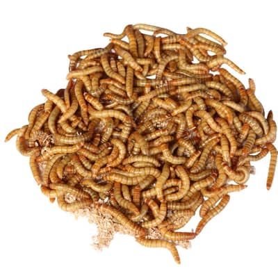 American Mealworm