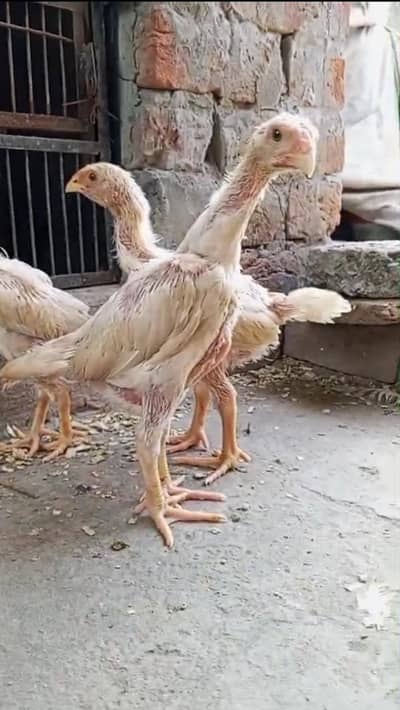 white oh shamo chicks and white oh shamo Patha. Denmark Blood Line