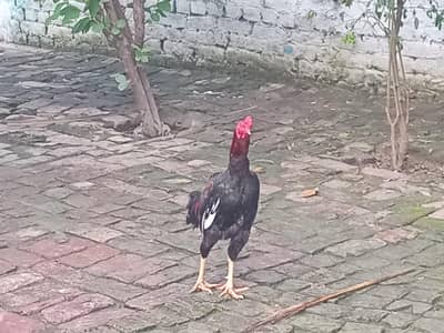 Aseel murga ha larta ha 2sron murgy sy. es liye sale krna ha