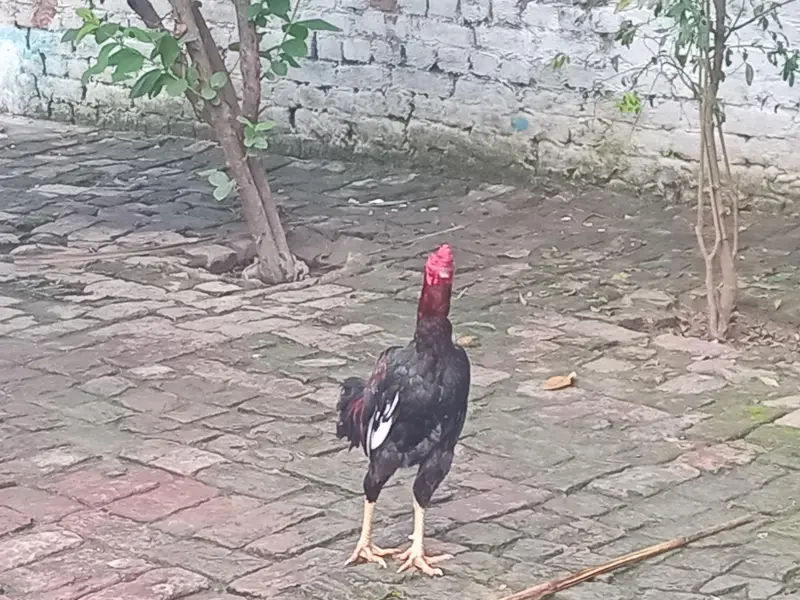 Aseel murga ha larta ha 2sron murgy sy. es liye sale krna ha — photo 2