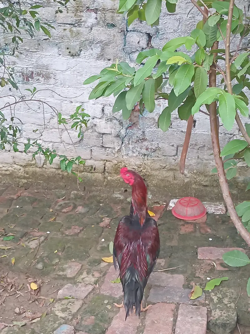Aseel murga ha larta ha 2sron murgy sy. es liye sale krna ha — photo 3
