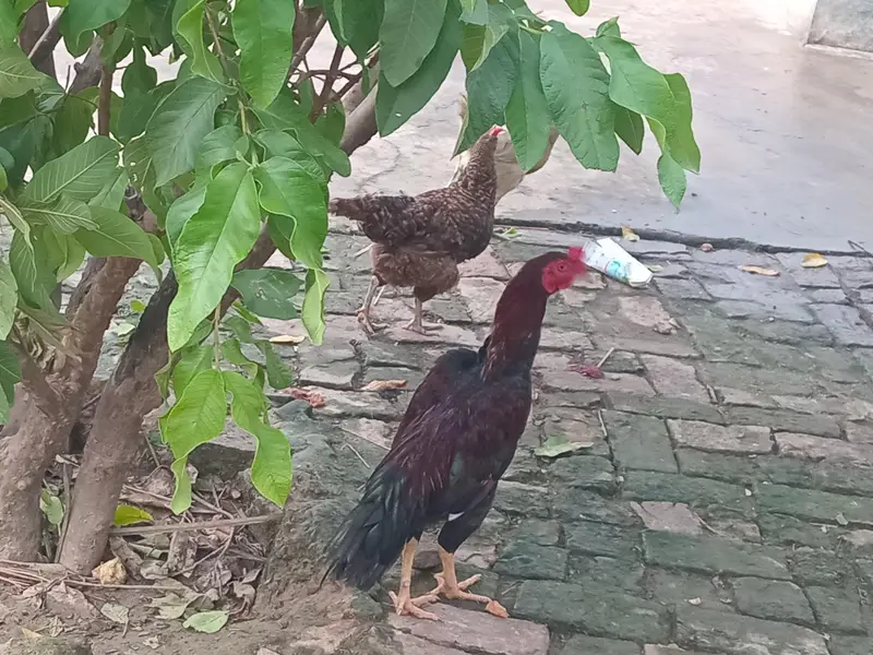 Aseel murga ha larta ha 2sron murgy sy. es liye sale krna ha — photo 4