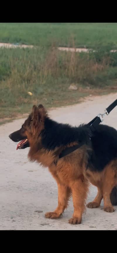 German shepherd
