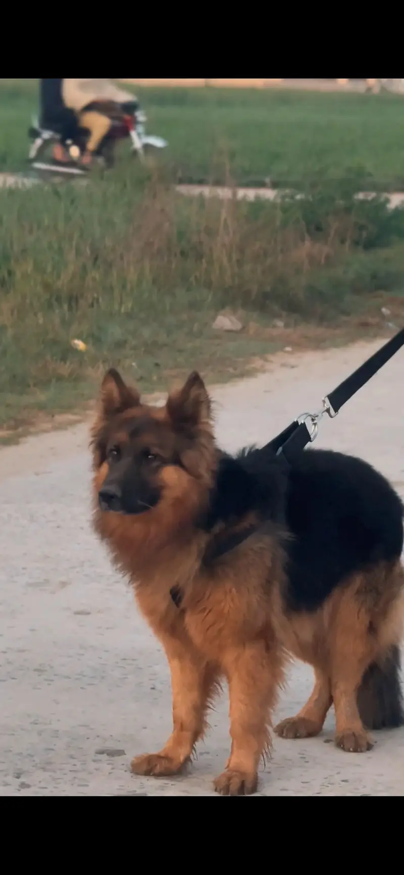German shepherd — photo 2