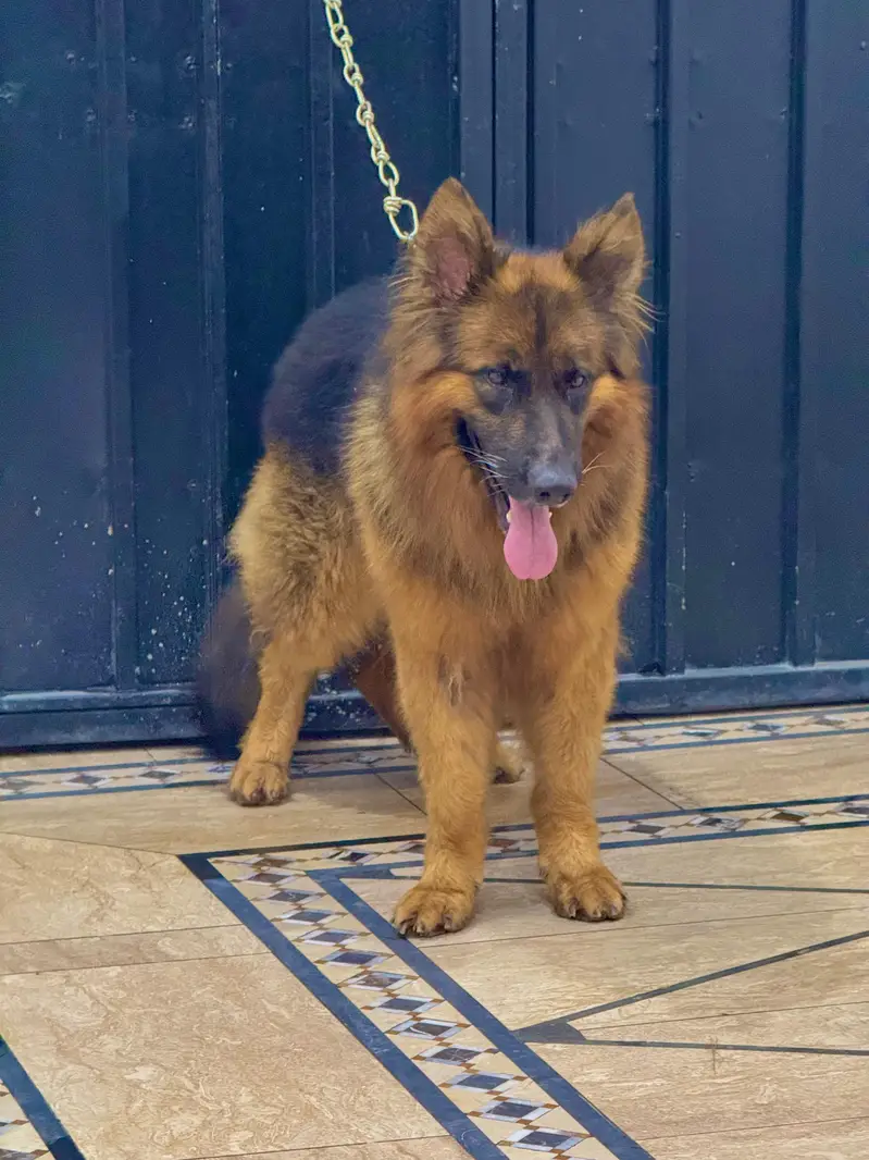 German shepherd — photo 3