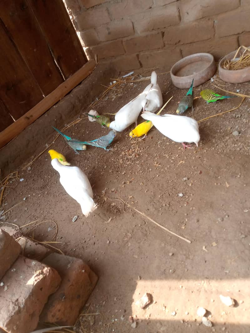 khumra 1