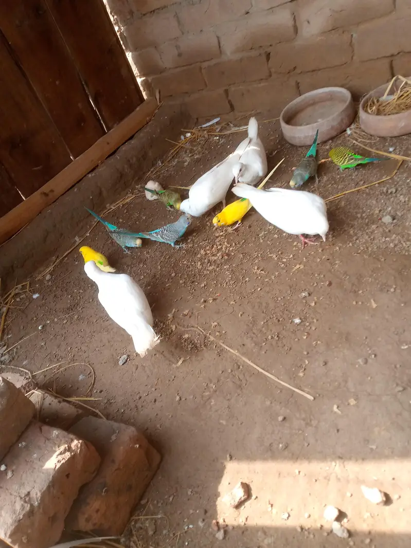 khumra — photo 2