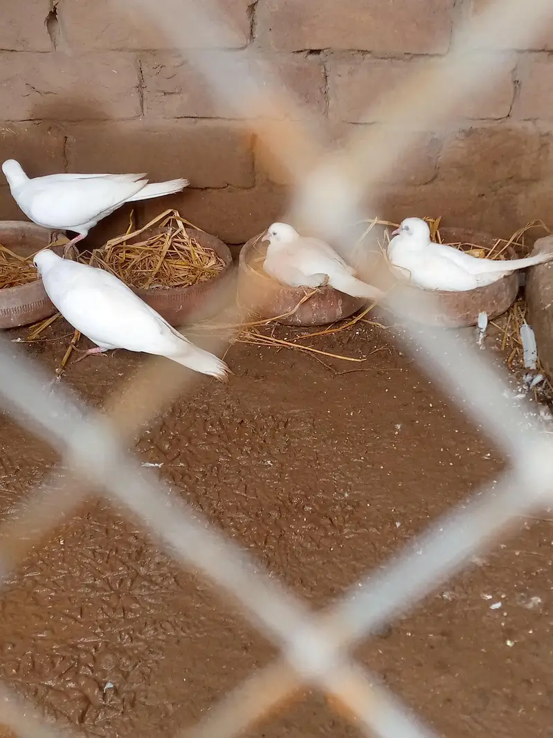 khumra — photo 3