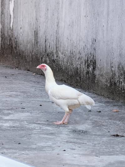 Paper white quality Heera female available for sell whtsp: 03159640025
