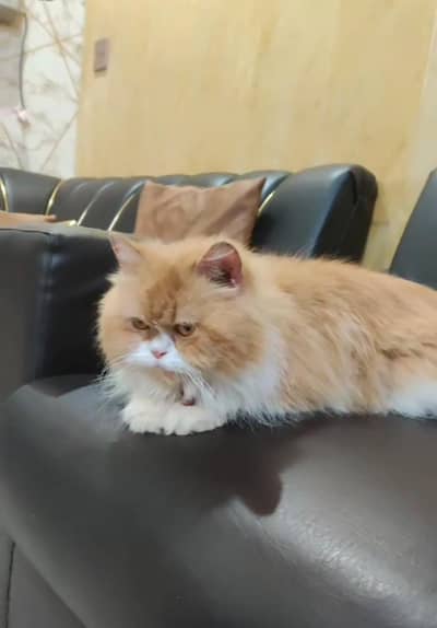 persian cat
