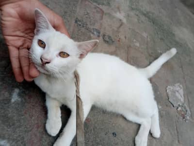 white Persian cat baby