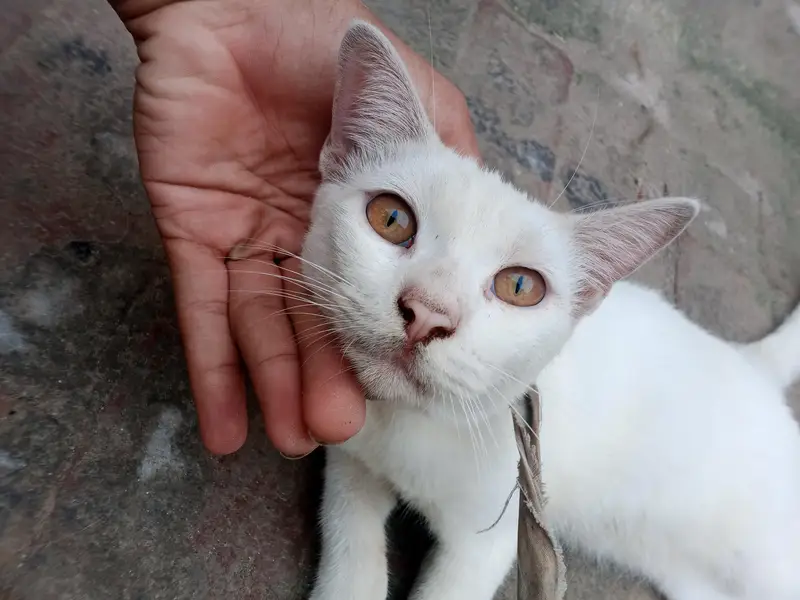 white Persian cat baby — photo 2