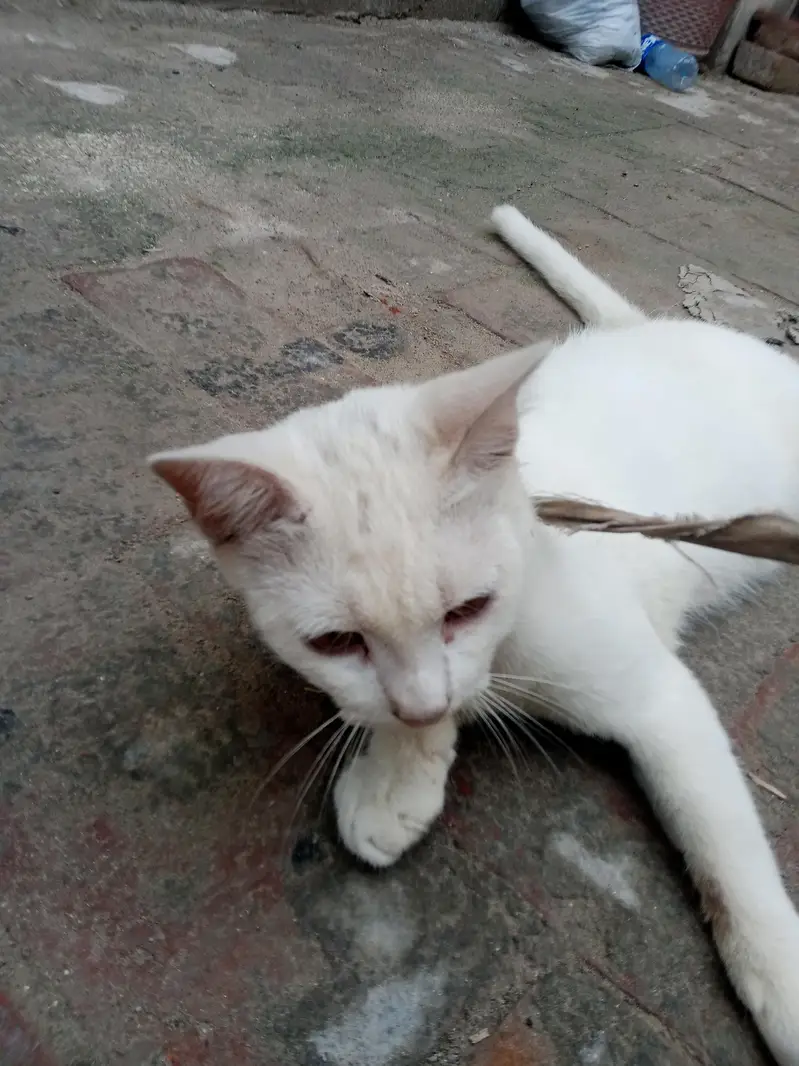 white Persian cat baby — photo 3