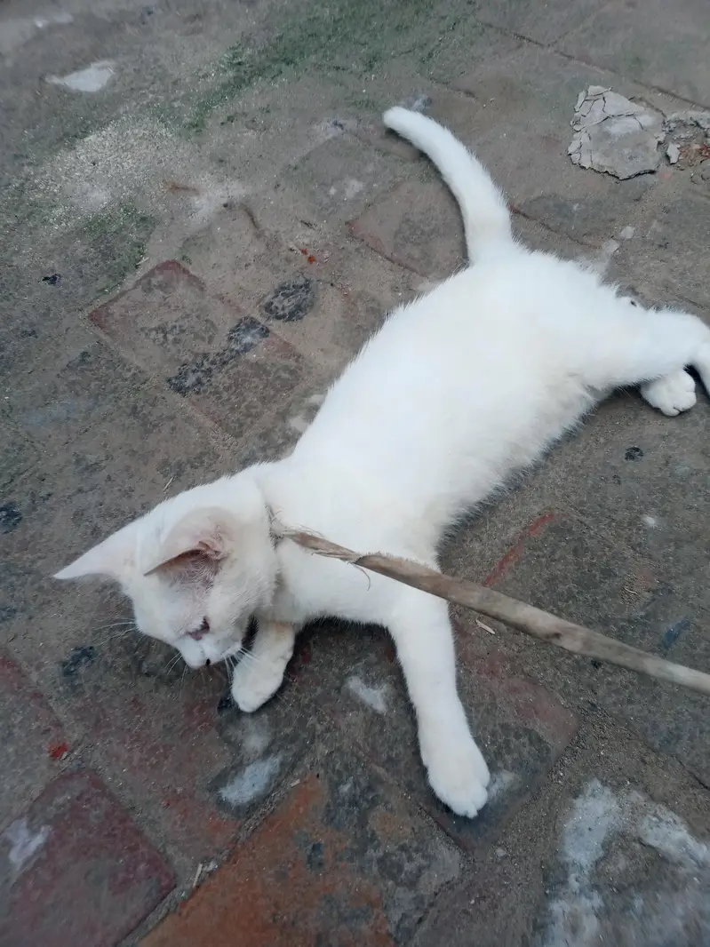 white Persian cat baby — photo 4