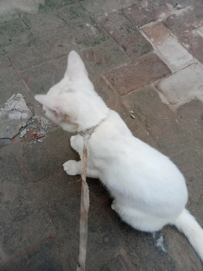 white Persian cat baby — photo 5