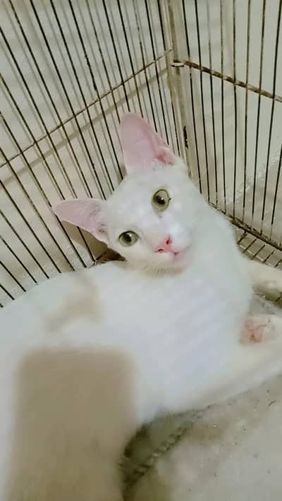 Persian cat