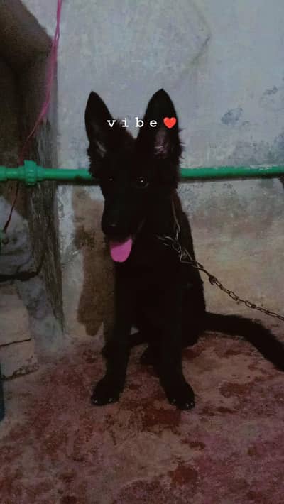 jerman shepherd female pupy age 3.5 month friends activi poty trening