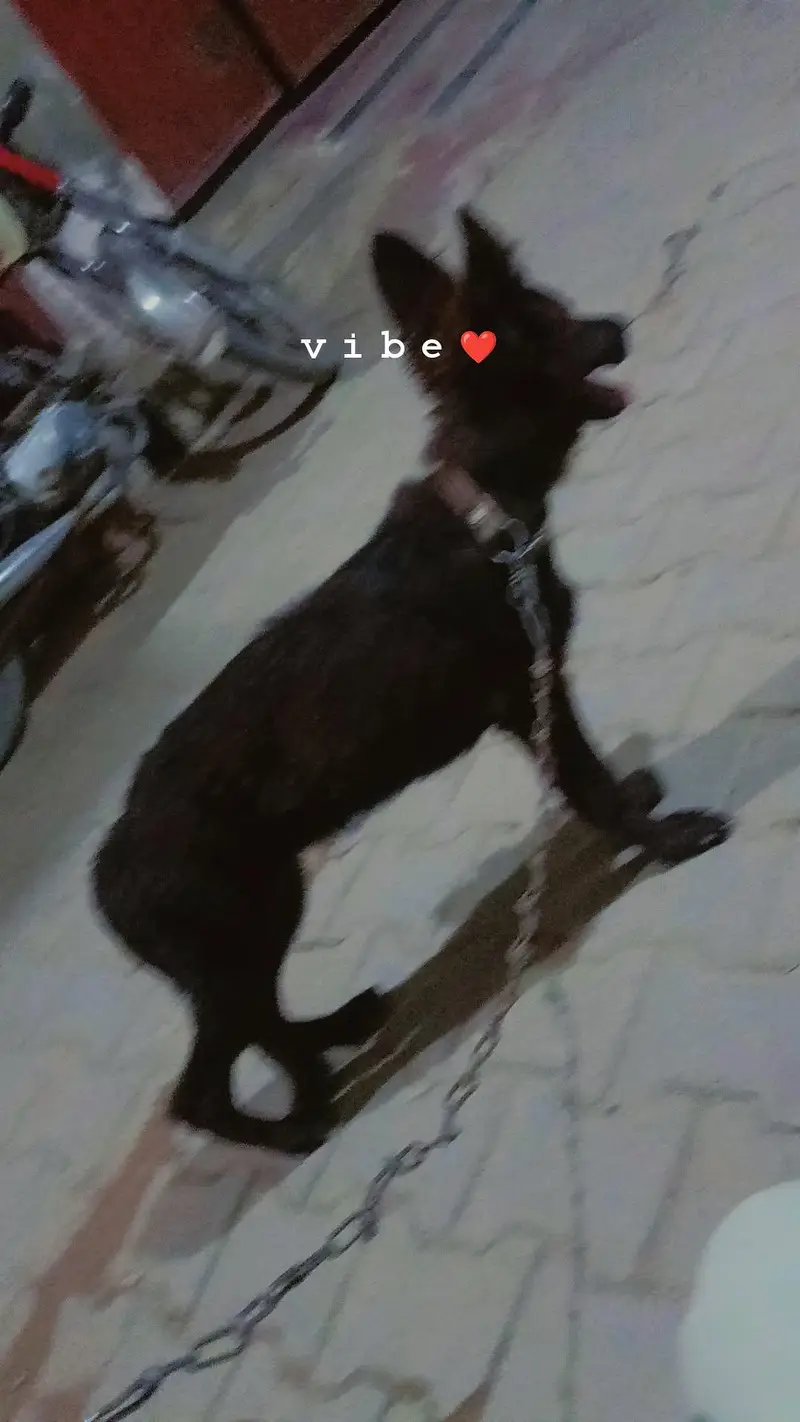 jerman shepherd female pupy age 3.5 month friends activi poty trening — photo 3