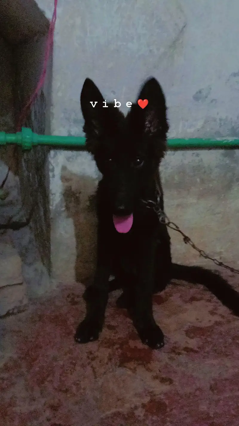 jerman shepherd female pupy age 3.5 month friends activi poty trening — photo 7