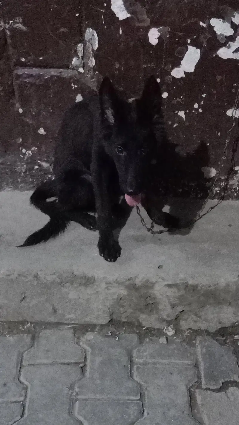 jerman shepherd female pupy age 3.5 month friends activi poty trening — photo 8