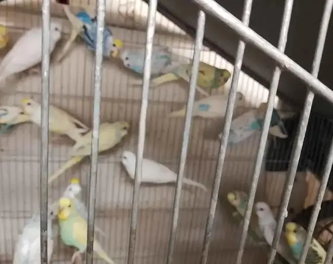 budgie pairs — photo 2