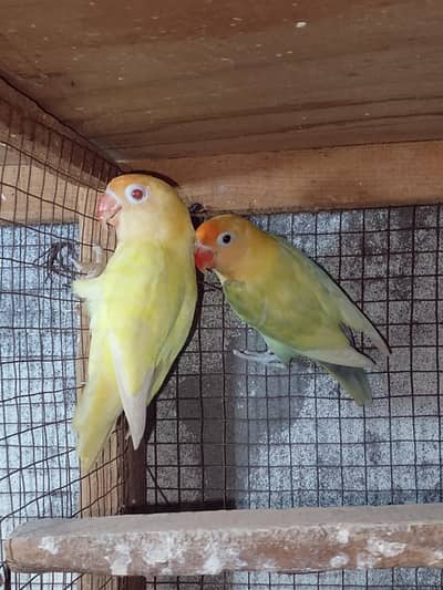 Parblue pestal to crimino pair