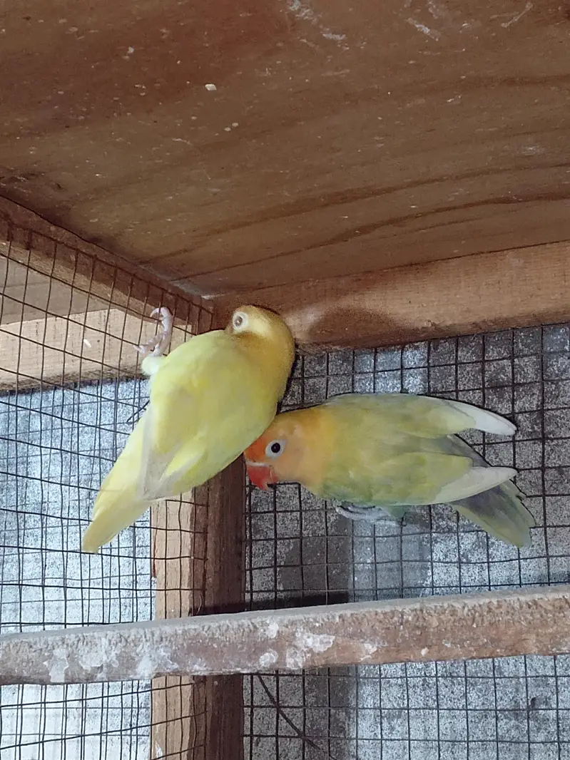 Parblue pestal to crimino pair — photo 2