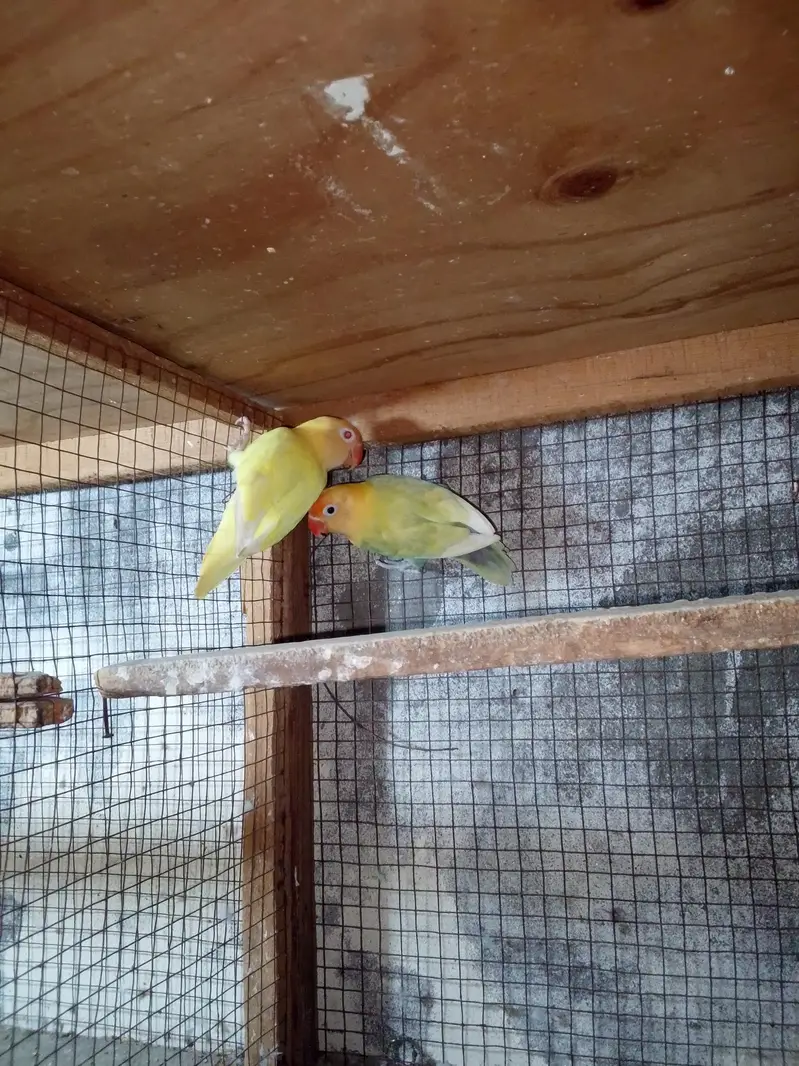 Parblue pestal to crimino pair — photo 3