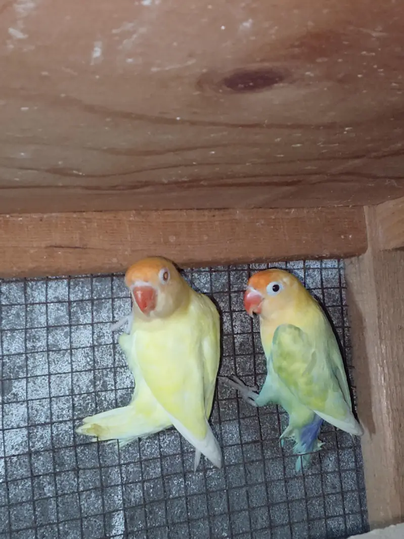 Parblue pestal to crimino pair — photo 4