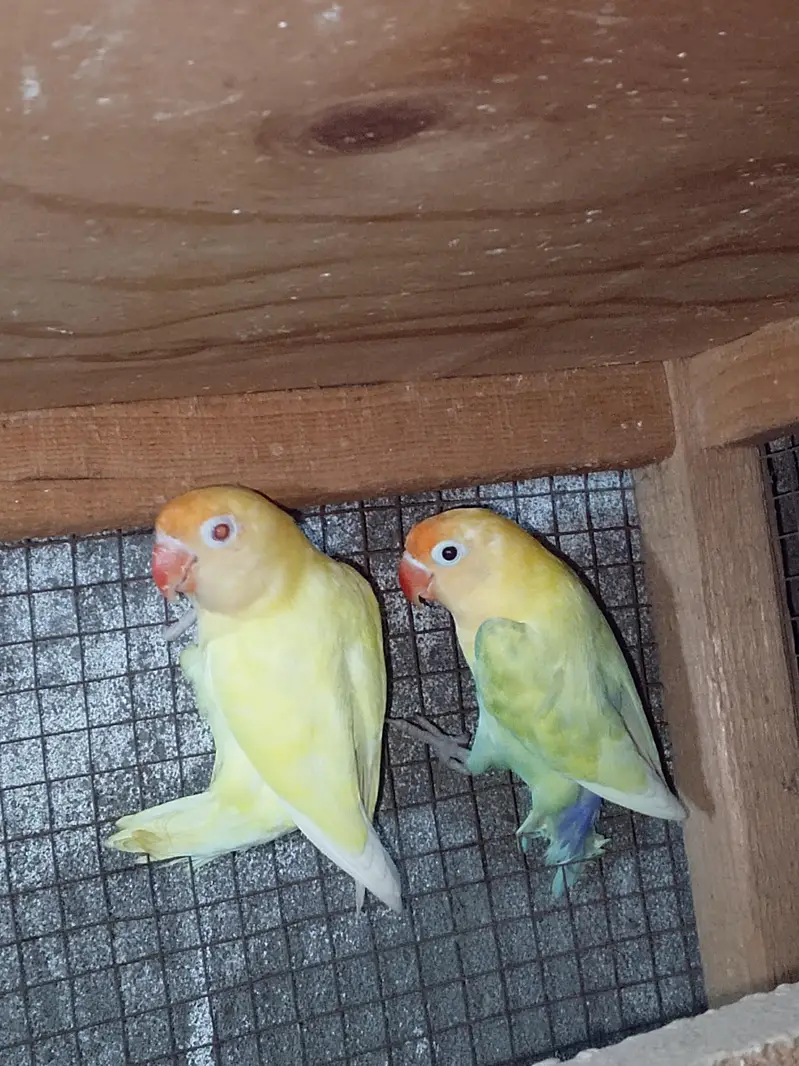 Parblue pestal to crimino pair — photo 5