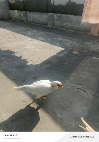 aseel Murga for sale all clear breeder female number 03020653616