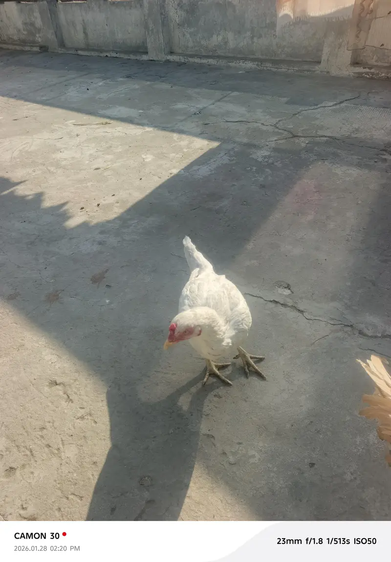 aseel Murga for sale all clear breeder female number 03020653616 — photo 2