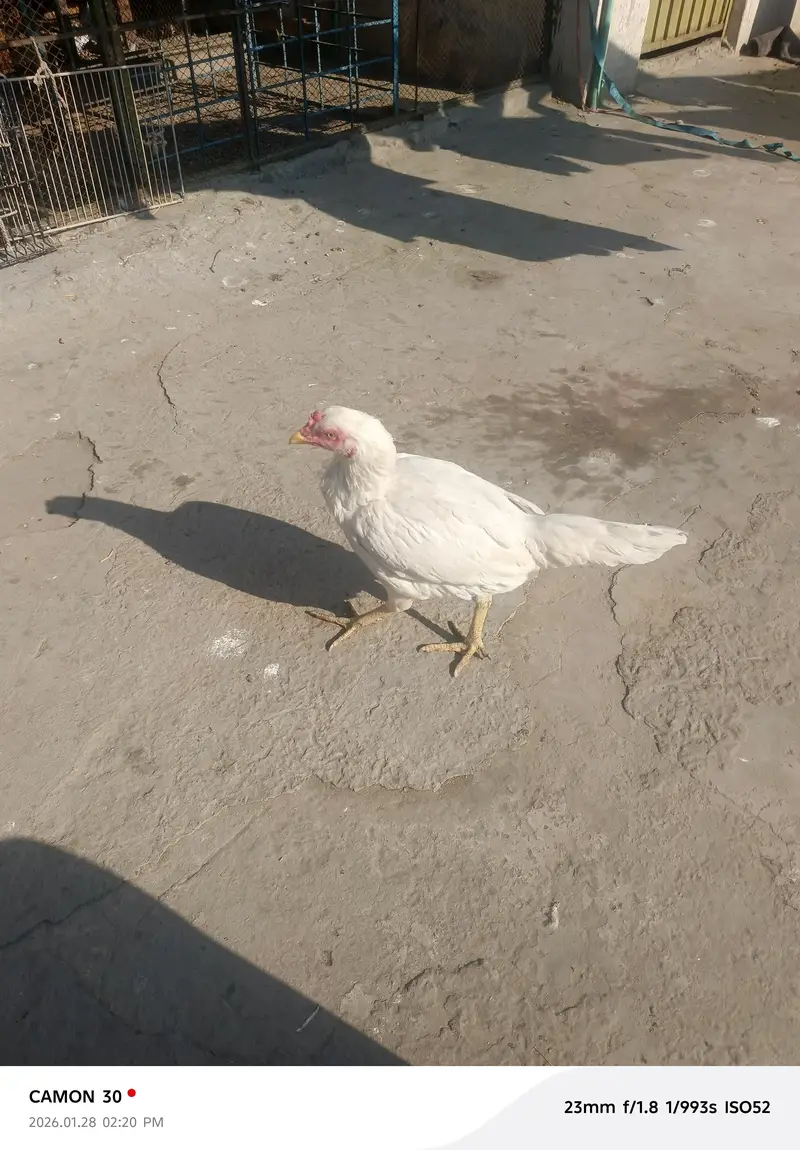 aseel Murga for sale all clear breeder female number 03020653616 — photo 3