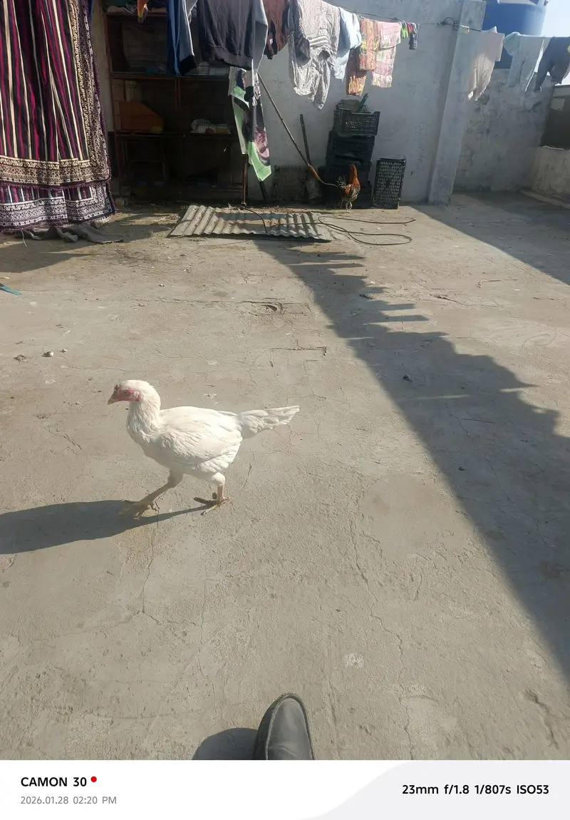 aseel Murga for sale all clear breeder female number 03020653616 — photo 4